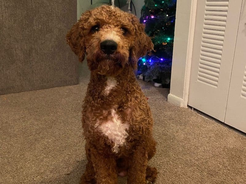 Cavalier King Charles Spaniel 2 years 9 months old male large named Kobe for breeding in Washtenaw County, Michigan | Petmeetly