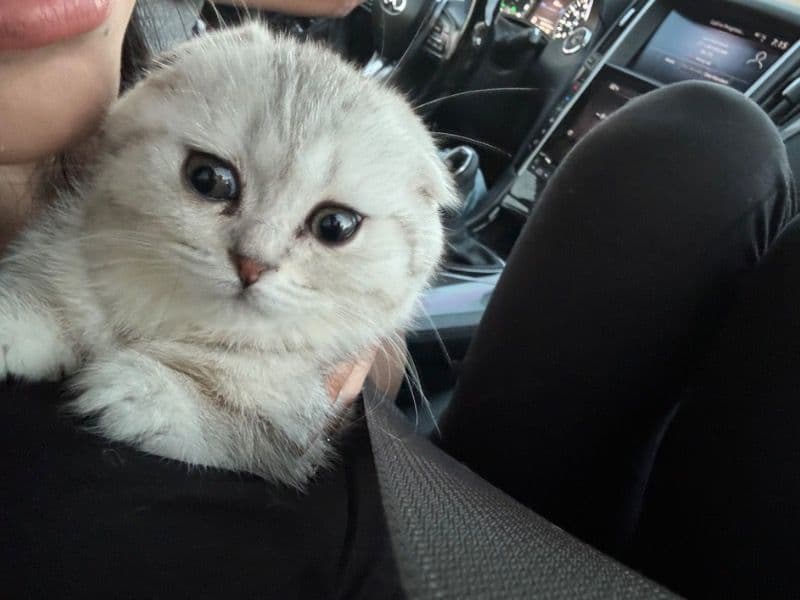 Scottish Fold 1 year old female named Kirru for breeding in Sacramento County, California | Petmeetly