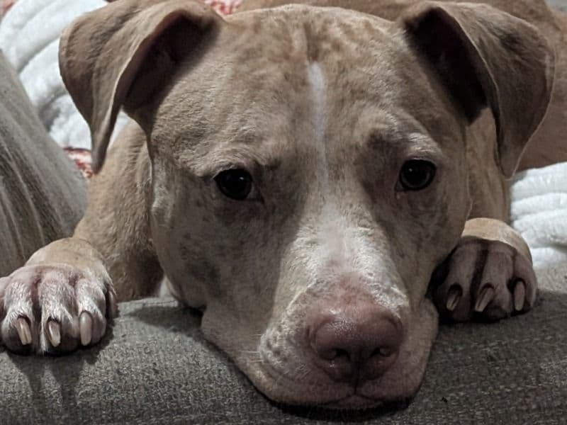 Rednose Pitbull Terrier 4 years 7 months old female large named Babushka for breeding in Nassau County, Florida | Petmeetly