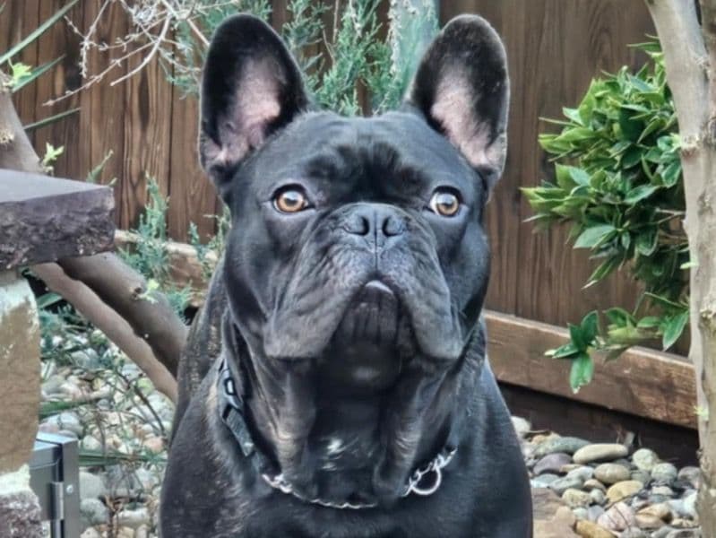 French Bulldog 1 year 8 months old male medium named Gucci for sale in Kaufman County, Texas | Petmeetly