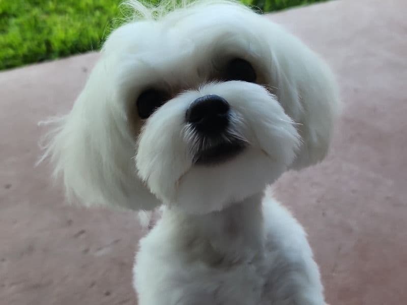 Maltese 1 year 1 month old male small named Harley for breeding in Dallas County, Texas | Petmeetly