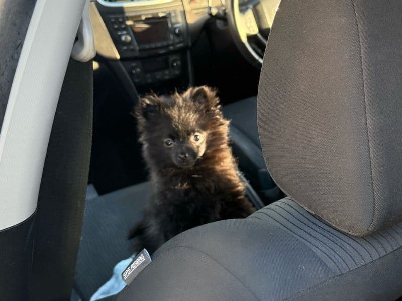 Pomeranian 11 months old female small named Boo for breeding in City of Cockburn, Western Australia | Petmeetly