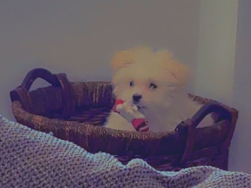 Coco primary photo