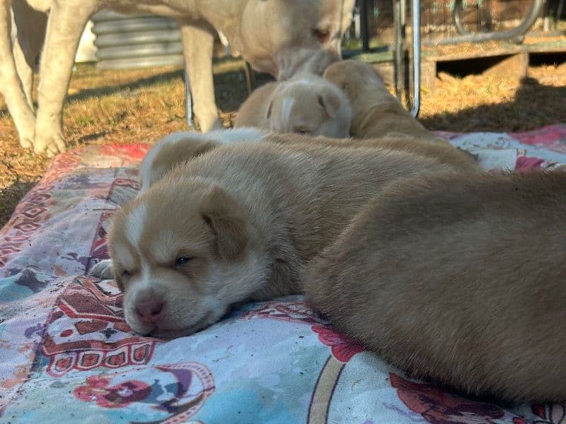 American PitBull Terrier 1 month old male large named Tonka for sale in Pasco County, Florida | Petmeetly