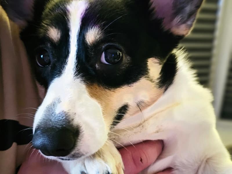 Corgi 1 year 9 months old female medium named Zoey for breeding in Aroostook County, Maine | Petmeetly