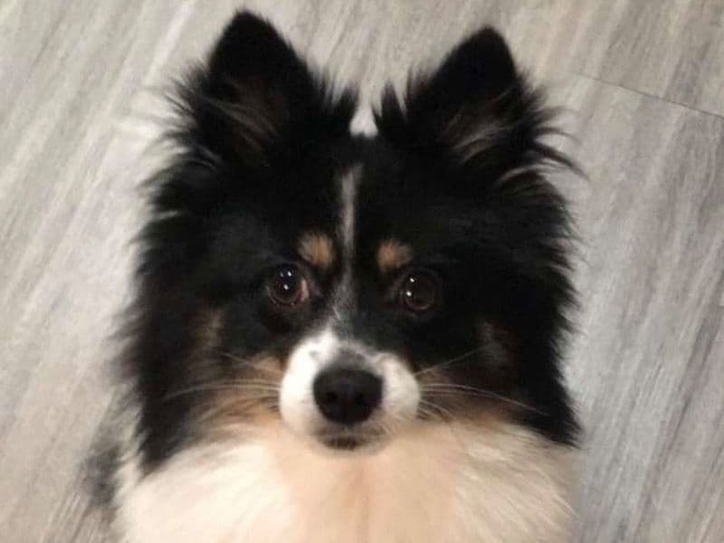 American Eskimo 8 years 4 months old male small named Kujo for breeding in Fraser Valley, British Columbia | Petmeetly