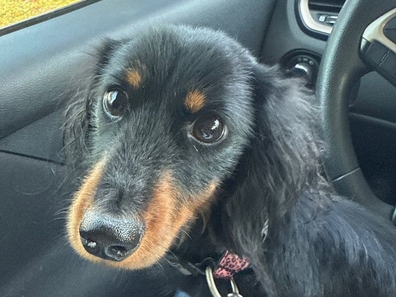 Miniature Dachshund 1 year 7 months old female small named Cece for breeding in Douglas County, Nebraska | Petmeetly