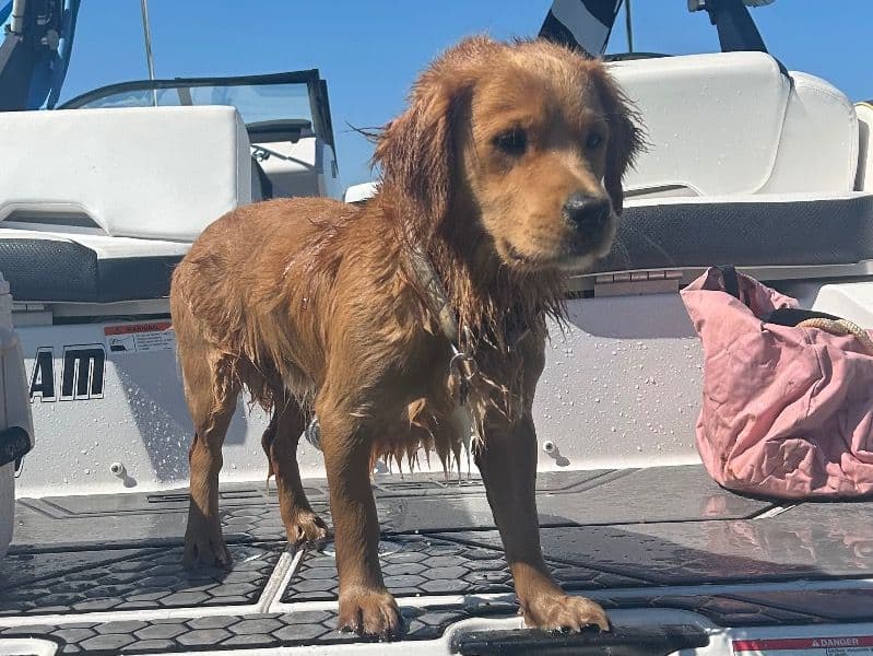 Mini Golden Doodle 1 year 10 months old male small named Cruz for breeding in Oxford County, Ontario | Petmeetly