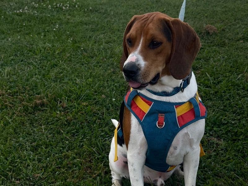 Duke - Beagle | Petmeetly