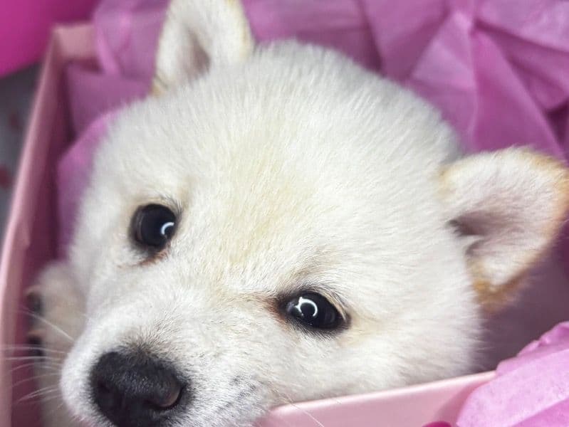 Shiba Inu 1 month old male small named Velli for sale in Grovetown, Georgia | Petmeetly