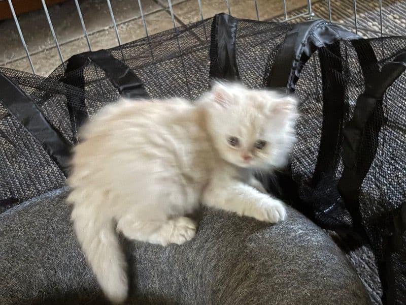 Buttercup - Persian | Petmeetly