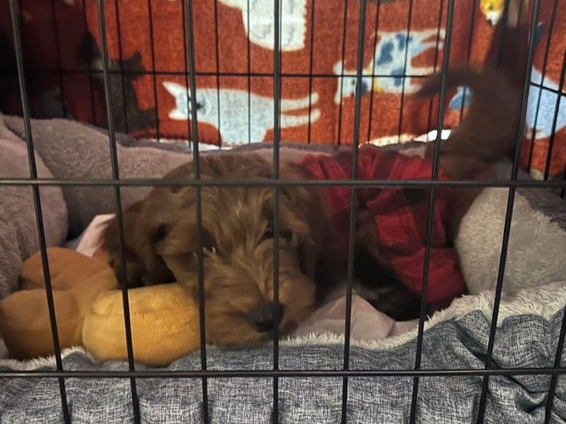 Goldendoodle 3 months old male small named Lucky for sale in Sussex County, New Jersey | Petmeetly