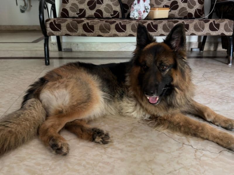 German Shepherd 4 years 6 months old male large named Roxy for breeding in Hyderabad, Telangana | Petmeetly