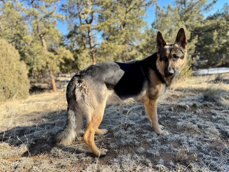 Gunner primary photo