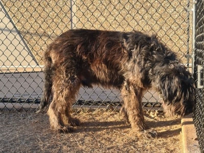 Bouvier des Flandres 10 years 4 months old male large named Leo for breeding in Oklahoma County, Oklahoma | Petmeetly