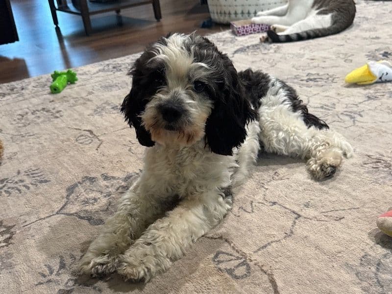 Cockapoo 11 months old female medium named Shiloh for breeding in Thurston County, Washington | Petmeetly