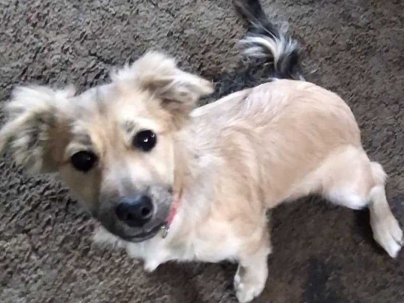 Maltese Shih Tzu 4 months old female small named Shortty for adoption in Hillsborough County, Florida | Petmeetly