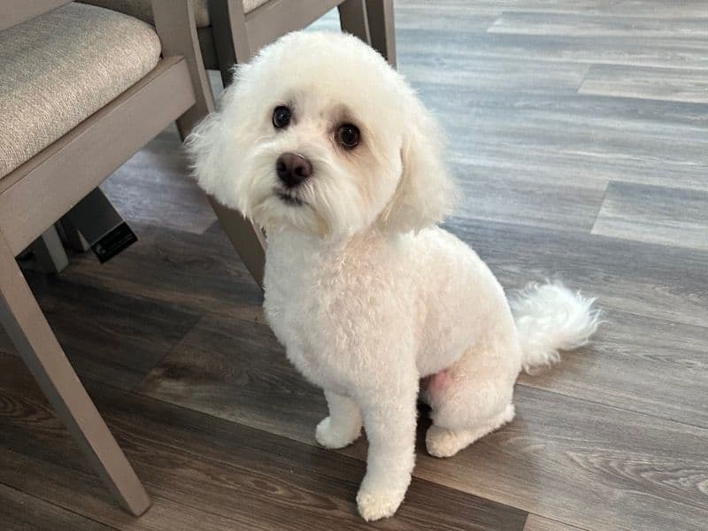 Maltipoo 3 years 6 months old male medium named Rio for breeding in Waller County, Texas | Petmeetly