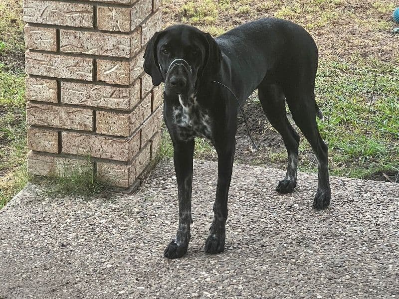 German Shorthaired Pointer 11 months old female medium named Bonnie for breeding in City of Moreton Bay, Queensland | Petmeetly
