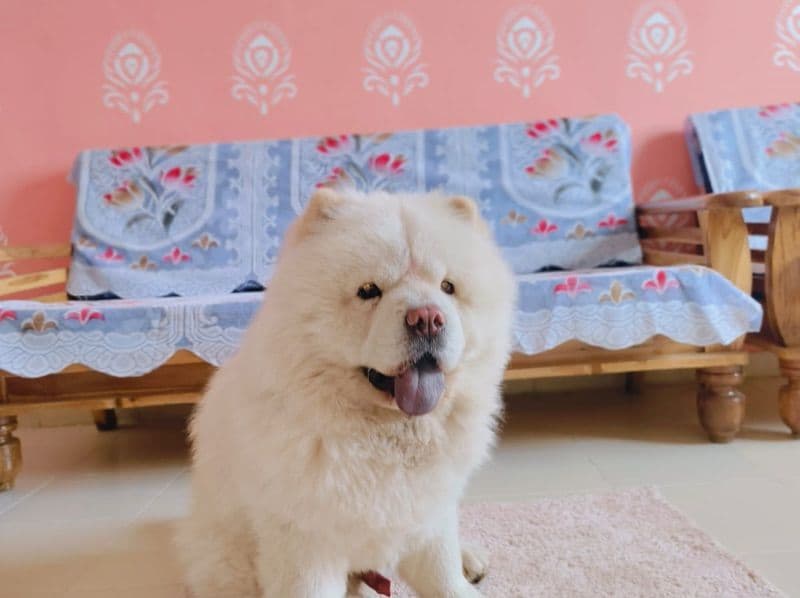 Chow Chow 1 year 8 months old male large named Bugga for breeding in Pune Division, Maharashtra | Petmeetly