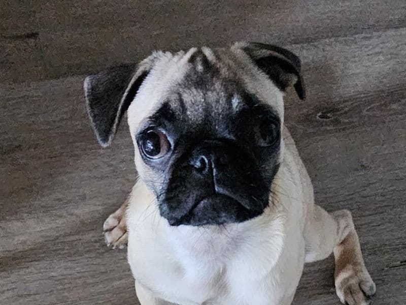 Pug 9 months old male small named Umbre for adoption in Delaware County, Indiana | Petmeetly