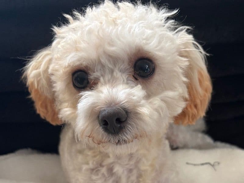 Maltipoo 2 years 10 months old female medium named Coco for breeding in Clark County, Nevada | Petmeetly