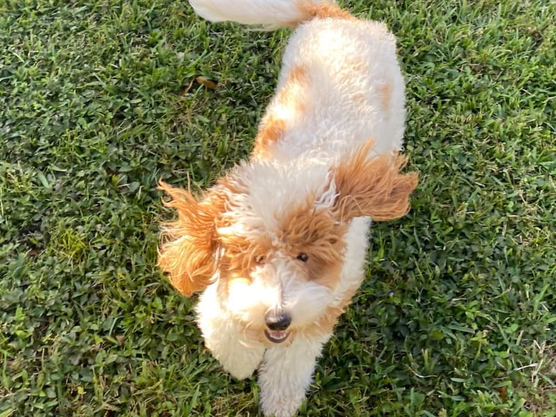 Molly primary photo