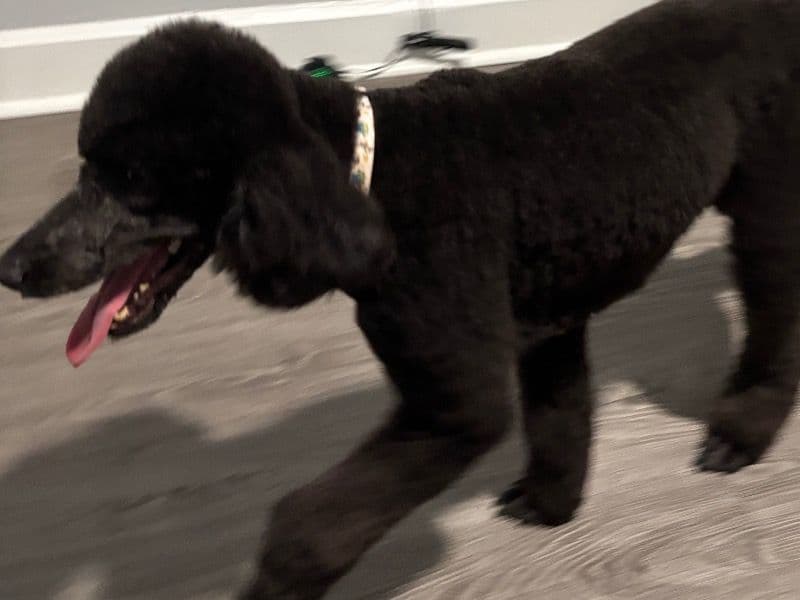 Standard Poodle 2 years 6 months old female medium named Moana for breeding in Washington County, Maryland | Petmeetly