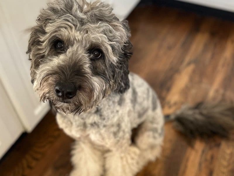 Bernedoodle 2 years 11 months old female medium named Coconut for breeding in Salt Lake County, Utah | Petmeetly