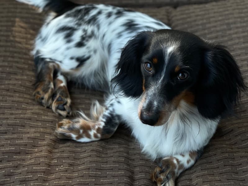 Dachshund 4 years 6 months old male small named Romeo for breeding in Charleston County, South Carolina | Petmeetly