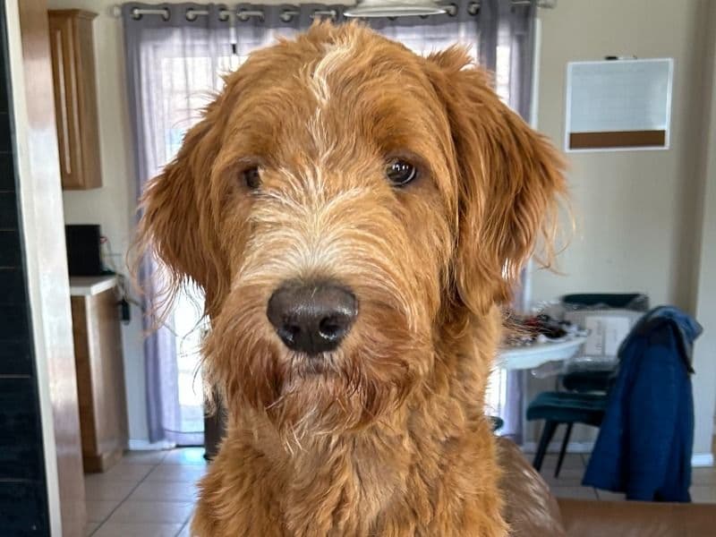 Goldendoodle 1 year 8 months old male large named Oliver "ollie" for sale in Yavapai County, Arizona | Petmeetly