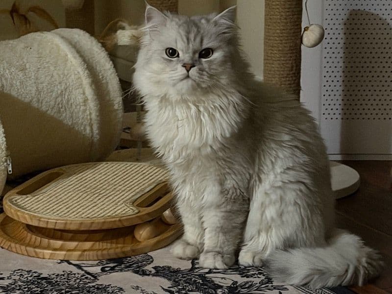 Romeo - Persian | Petmeetly