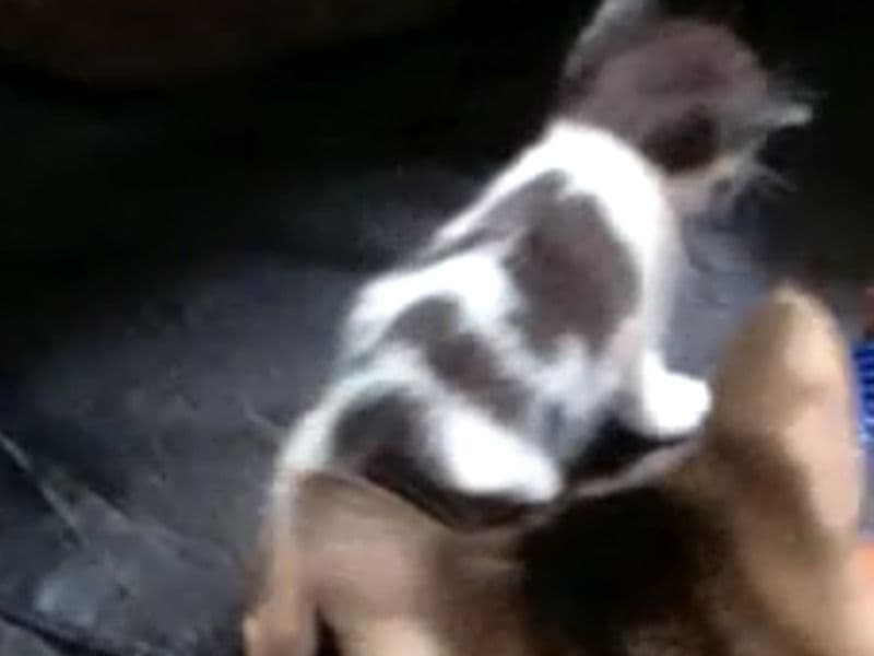 Domestic Shorthair 1 year 5 months old female named Vicky And Her Kitten for breeding in Orange County, New York | Petmeetly