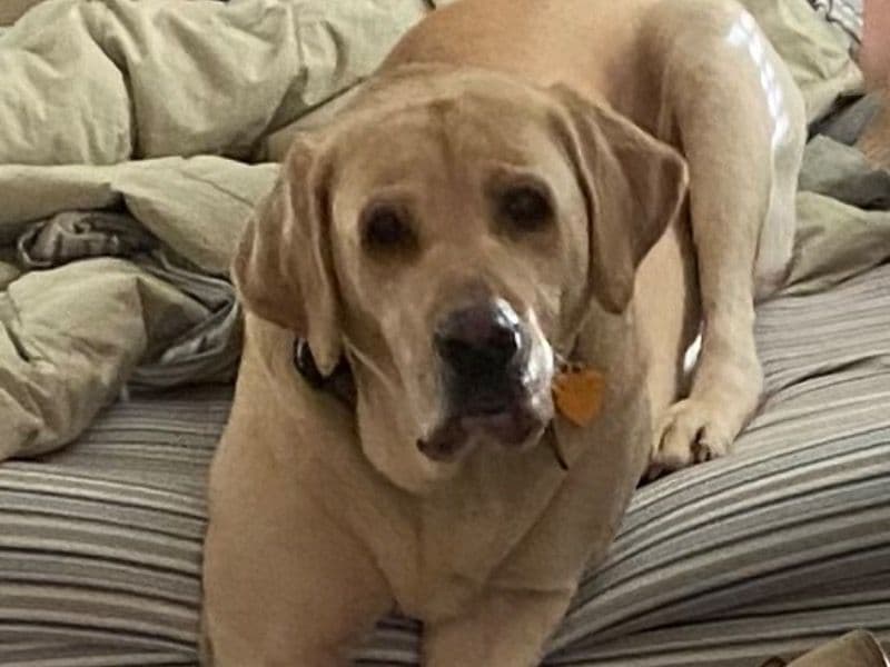 Labrador Retriever 6 years 3 months old male large named Trigger for breeding in Columbia County, Georgia | Petmeetly