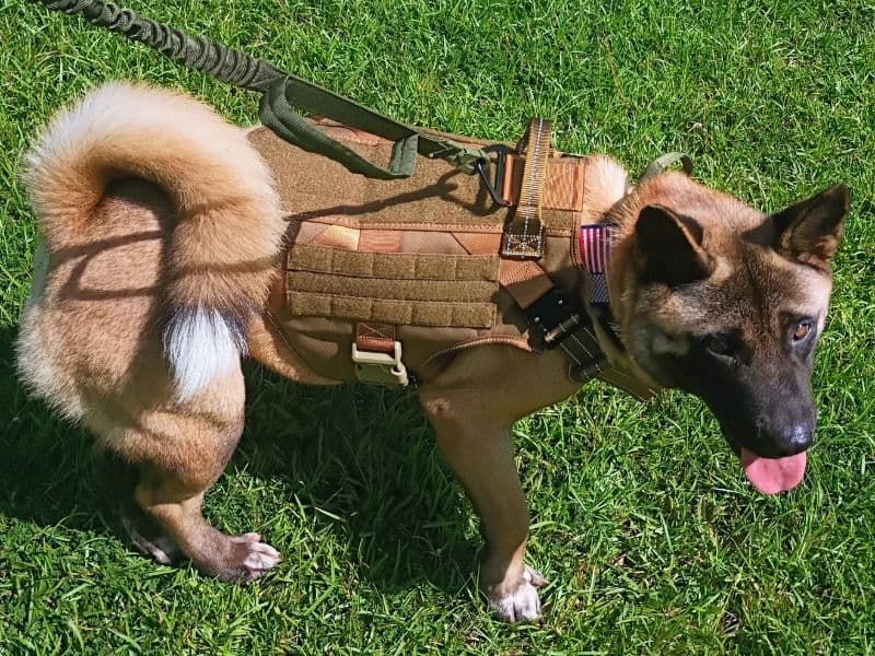 American Akita 5 years 11 months old female medium named Luna for breeding in Walnut Grove, Mississippi | Petmeetly