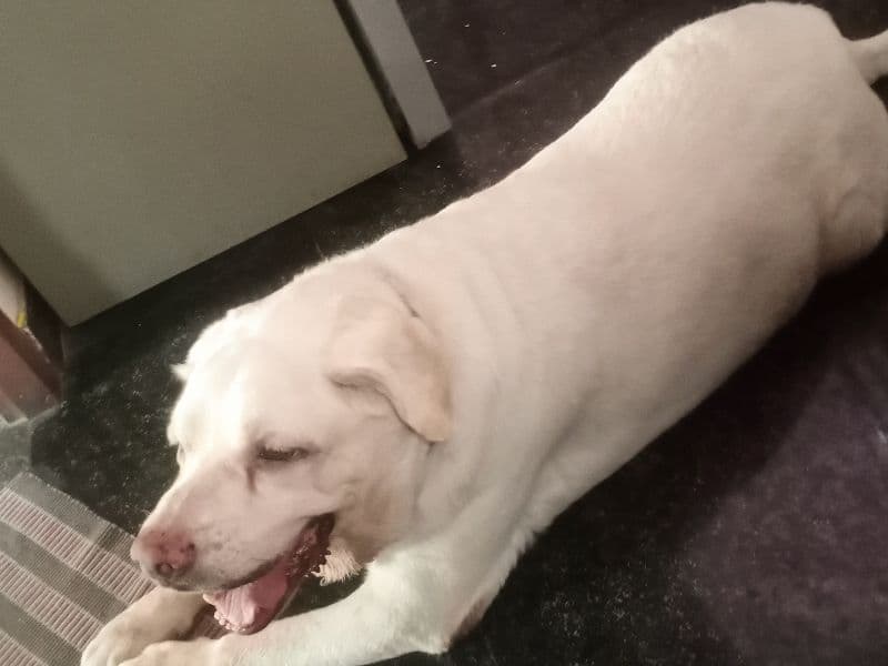 American Leopard Hound 6 years 7 months old male medium named Parker for breeding | Petmeetly