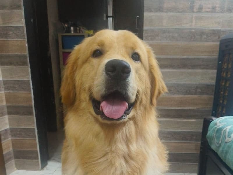 Leo primary photo