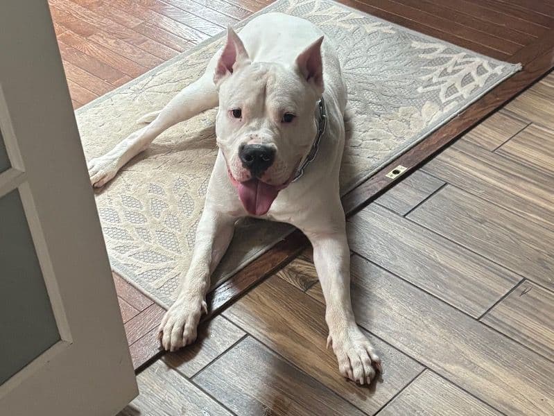 Dogo Argentino 2 years 2 months old male large named Gunner for breeding in Montgomery County, Pennsylvania | Petmeetly