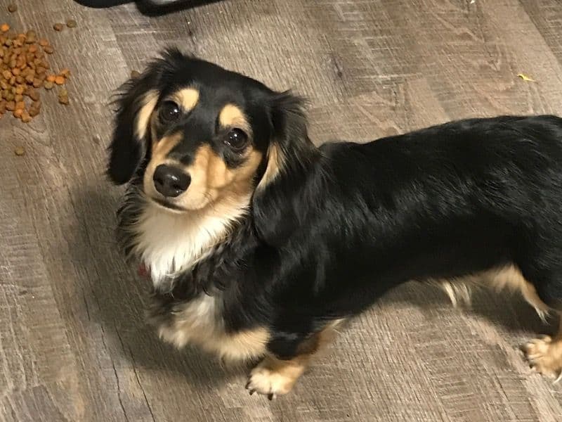 Miniature Dachshund 6 years 4 months old female small named Sadie for breeding in Tippecanoe County, Indiana | Petmeetly
