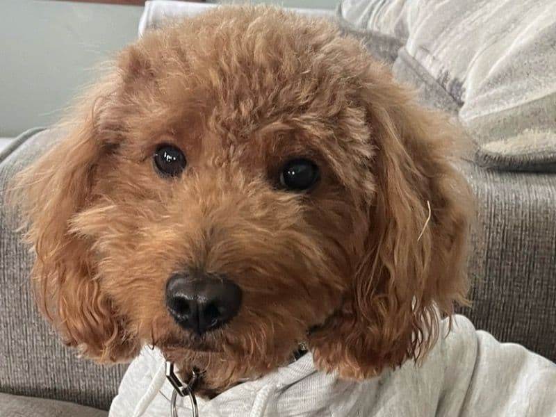 Goldendoodle 2 years 3 months old male small named Chance for breeding in Adams County, Indiana | Petmeetly