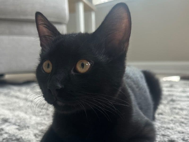 Domestic Shorthair 5 months old male named Boots for sale in Wake County, North Carolina | Petmeetly