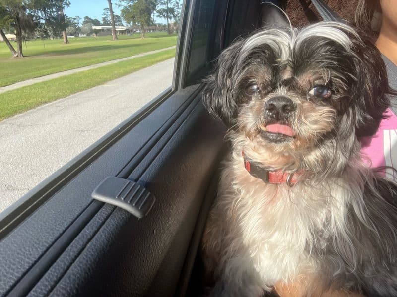 Shih Tzu 13 years old male small named Niko for breeding in Liberty County, Georgia | Petmeetly