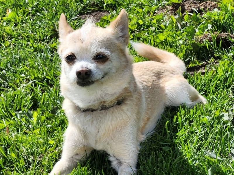 Pomchi 10 years 6 months old male small named Tuff for breeding in Grande Prairie County No. 1, Alberta | Petmeetly