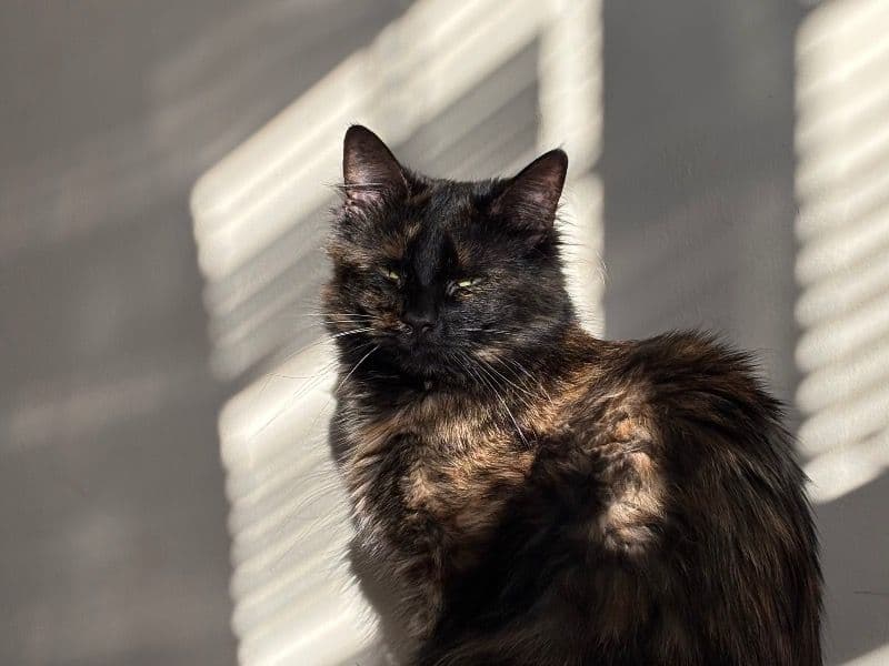 Mocha primary photo