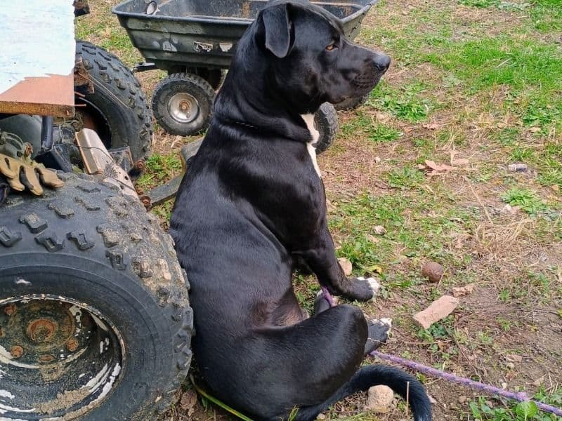 American PitBull Terrier 9 months old male large named Lucky for sale in Lawrenceburg, Tennessee | Petmeetly