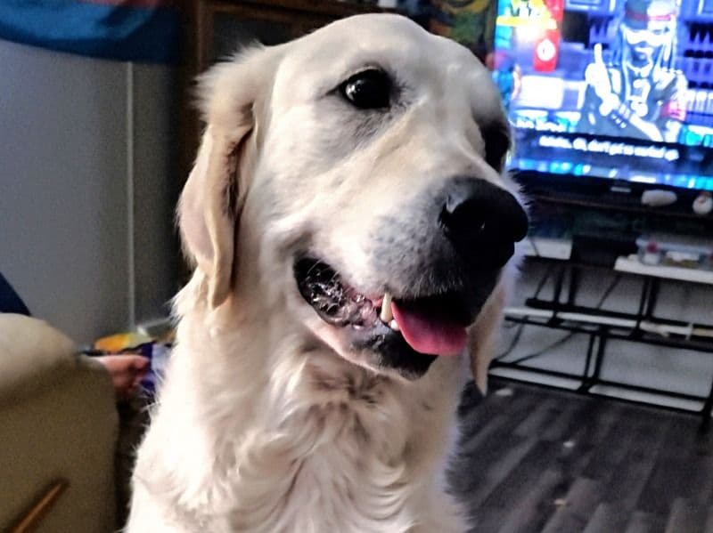 Golden Retriever 3 years 2 months old female large named Max for breeding in Clinton County, Illinois | Petmeetly