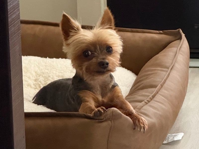 Teacup Yorkshire Terrier 10 years 7 months old male small named Nugget for breeding in Ector County, Texas | Petmeetly