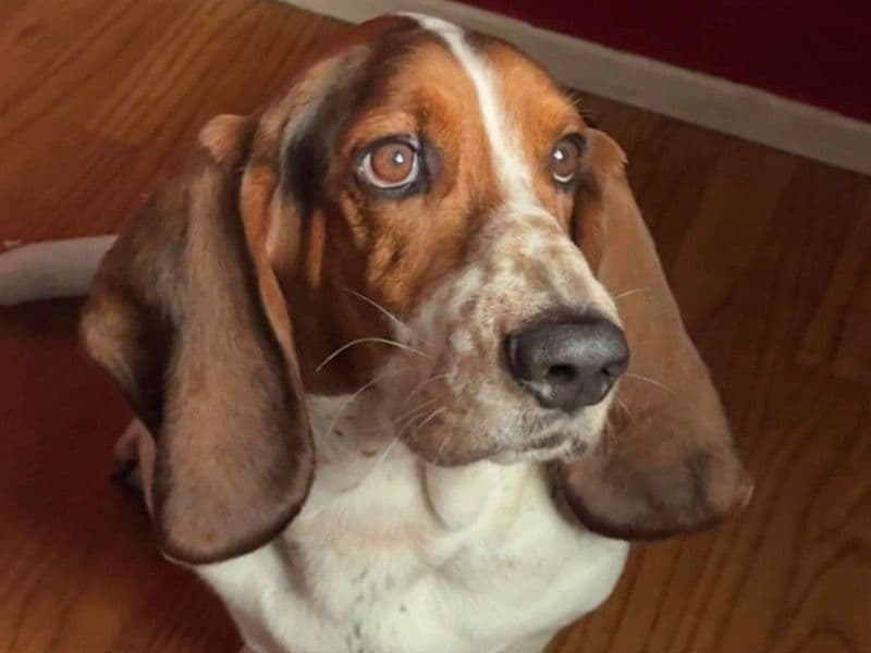 Basset Hound 4 years old male medium named Bentley for breeding in Los Angeles County, California | Petmeetly
