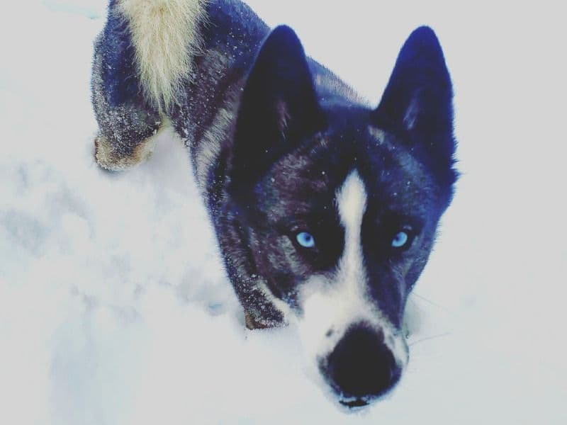 Zeus primary photo