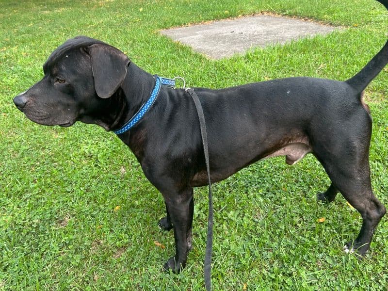 American Bully 3 years 8 months old male medium named Smokey for breeding in Regional Municipality of Niagara, Ontario | Petmeetly